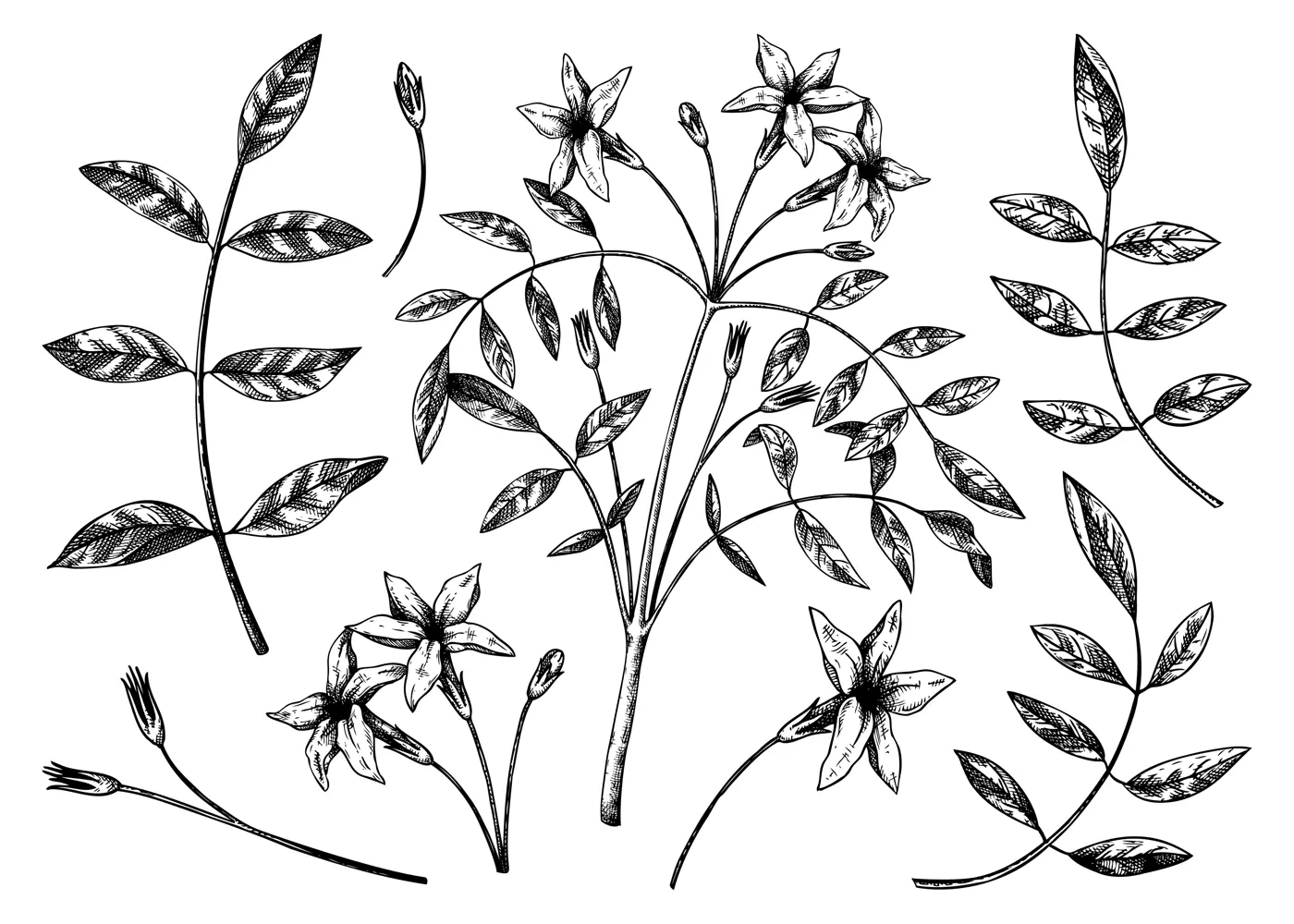 Hand sketched Jasmine botanical illustration. Vector leaves and flowers set. Common Jasmine - hand-drawn flowering plant in engraved style. Floral drawing on white background.  Illustration